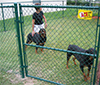 Chain Link Fence for Dogs